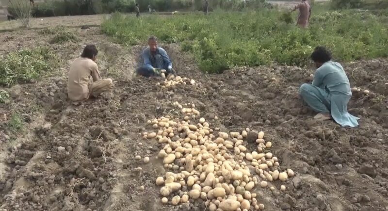 Laghman Farmers Cultivating Vegetables and Potatoes – HD News Footage