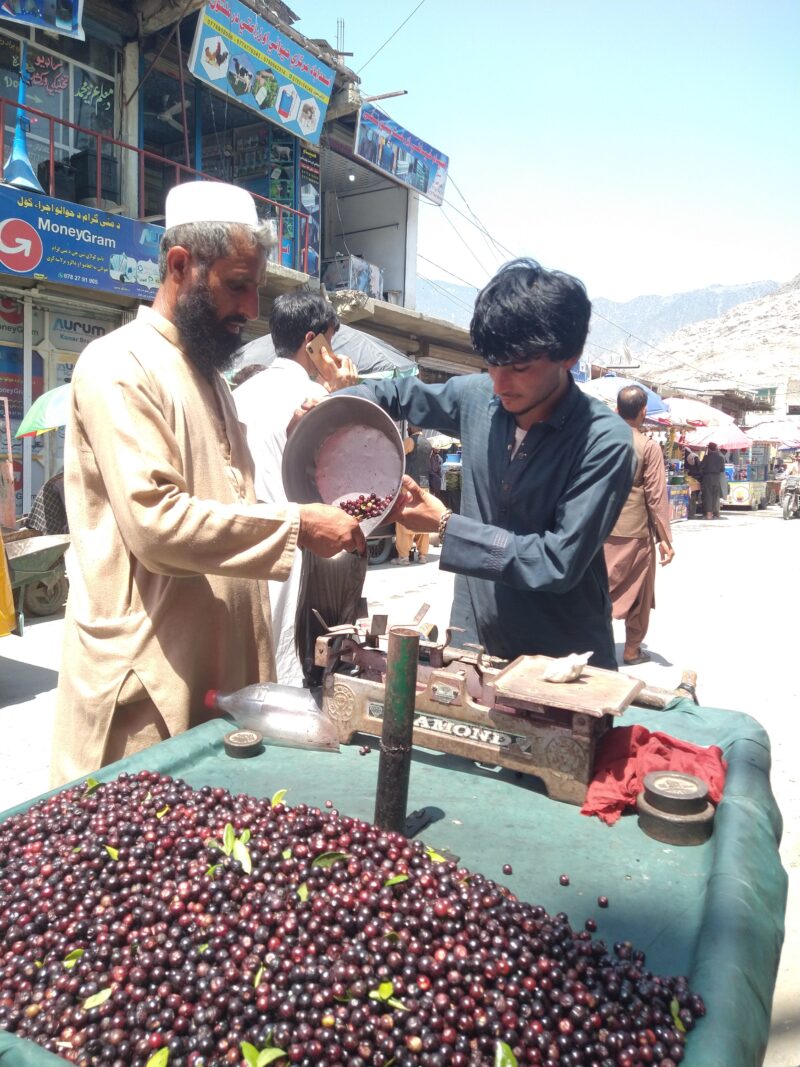 Gregory Organic Fruit features authentic organic fruit grown naturally in Afghanistan