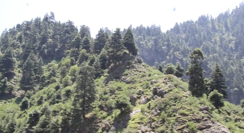 Efforts to Prevent Deforestation Begin in Kunar