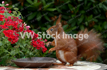 Squirrel Brown Drinking